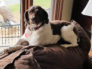 Brittany Dogs for adoption in Forest Lake, MN, USA