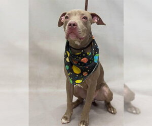 Mutt Dogs for adoption in Sanford, FL, USA