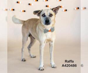 Mutt Dogs for adoption in Conroe, TX, USA