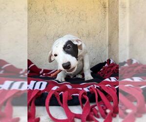 American Pit Bull Terrier-Unknown Mix Dogs for adoption in Oklahoma City, OK, USA