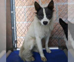 Mutt Dogs for adoption in San Antonio, TX, USA