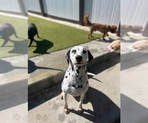 Dalmatian Dogs for adoption in MIDWAY, UT, USA