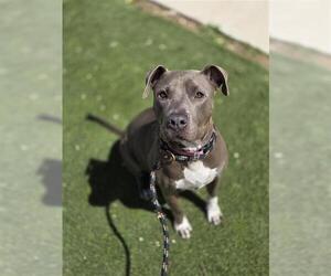 American Staffordshire Terrier-Unknown Mix Dogs for adoption in San Antonio, TX, USA