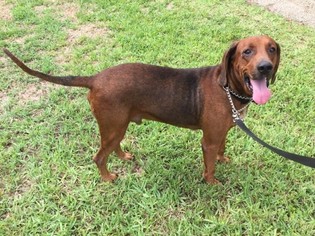 Medium Photo #1 Bloodhound-Coonhound Mix Puppy For Sale in Orlando, FL, USA
