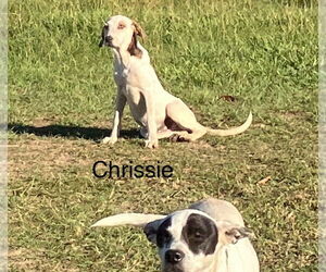 Labrador Retriever-Unknown Mix Dogs for adoption in Slidell, LA, USA