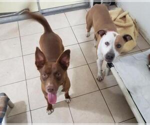 American Pit Bull Terrier-Labrador Retriever Mix Dogs for adoption in Pearland, TX, USA
