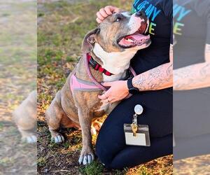 American Staffordshire Terrier Dogs for adoption in Fort Lauderdale, FL, USA