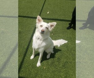 Australian Shepherd-Unknown Mix Dogs for adoption in CHANDLER, AZ, USA