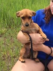 Chiweenie Dogs for adoption in Traverse City, MI, USA
