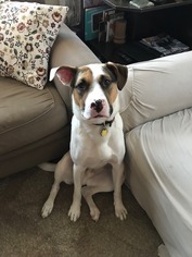 Bulloxer Dogs for adoption in Fredericksburg, VA, USA