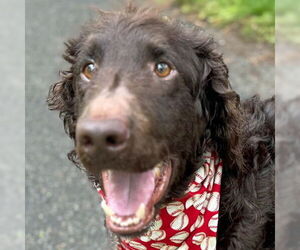 Labradoodle Dogs for adoption in Arlington, VA, USA