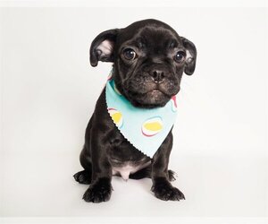 Frenchie Pug Dogs for adoption in phoenix, AZ, USA