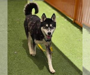 Siberian Husky-Unknown Mix Dogs for adoption in Las Vegas, NV, USA