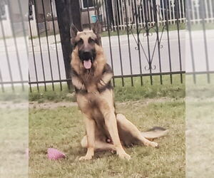 German Shepherd Dog-Unknown Mix Dogs for adoption in San Antonio, TX, USA