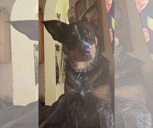 Mutt Dogs for adoption in Kenosha, WI, USA