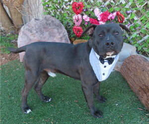 Mutt Dogs for adoption in Oklahoma City, OK, USA