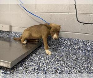 Mutt Dogs for adoption in Riverside, CA, USA