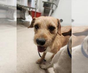 Parson Russell Terrier-Unknown Mix Dogs for adoption in Bakersfield, CA, USA