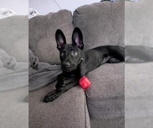 Mutt Dogs for adoption in San Antonio, TX, USA