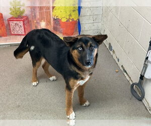 German Shepherd Dog-Unknown Mix Dogs for adoption in San Bernardino, CA, USA
