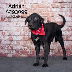 Medium Photo #1 Labrador Retriever Puppy For Sale in Conroe, TX, USA