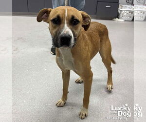 Labrador Retriever-Unknown Mix Dogs for adoption in Washington, DC, USA
