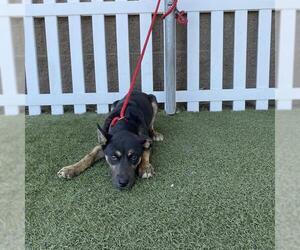 German Shepherd Dog-Unknown Mix Dogs for adoption in Modesto, CA, USA