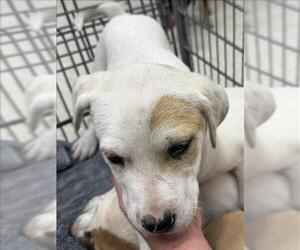 Black and Tan Coonhound-Unknown Mix Dogs for adoption in Conroe, TX, USA