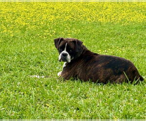 Boxer Dogs for adoption in Austin, TX, USA