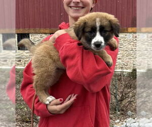 Saint Bernard-Unknown Mix Dogs for adoption in Unionville, PA, USA