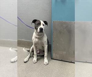 American Pit Bull Terrier-Unknown Mix Dogs for adoption in Las Vegas, NV, USA