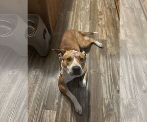 Mutt Dogs for adoption in  Gainesville, FL, USA