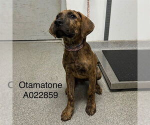Plott Hound-Unknown Mix Dogs for adoption in Palmetto, FL, USA