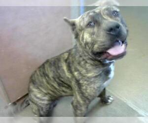 Presa Canario Dogs for adoption in Sacramento, CA, USA
