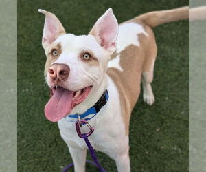 Mutt Dogs for adoption in Las Vegas, NV, USA