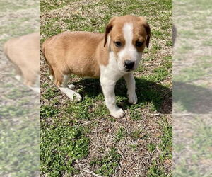 Medium Photo #2 Labrador Retriever-Unknown Mix Puppy For Sale in Brewster, NY, USA