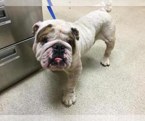 Bulldog Dogs for adoption in Riverside, CA, USA