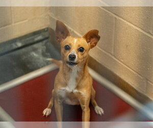 Mutt Dogs for adoption in Martinez, CA, USA