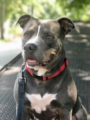 American Staffordshire Terrier Dogs for adoption in Allendale, NJ, USA