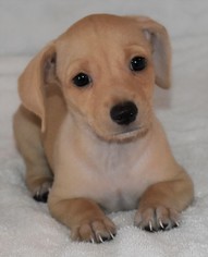 Dachshund Dogs for adoption in Palo Alto, CA, USA