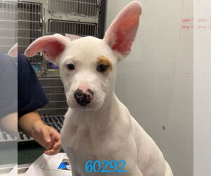 Mutt Dogs for adoption in Chico, CA, USA