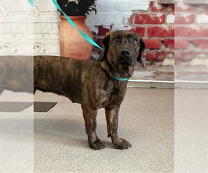 Dachshund-Unknown Mix Dogs for adoption in San Bernardino, CA, USA