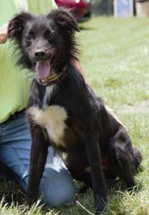 Border Collie Dogs for adoption in Columbus, GA, USA