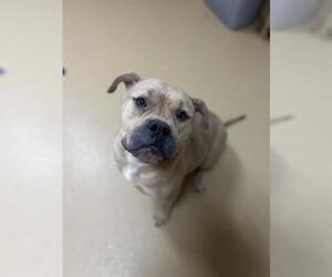 American Pit Bull Terrier Dogs for adoption in Chula Vista, CA, USA