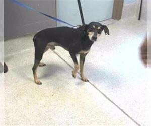 Mutt Dogs for adoption in Tallahassee, FL, USA