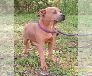 American Pit Bull Terrier-Labrador Retriever Mix Dogs for adoption in Wetumpka, AL, USA