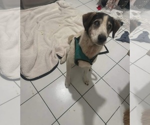 Mutt Dogs for adoption in Gulfport, MI, USA