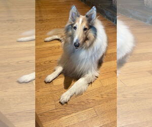 Collie Dogs for adoption in Chantilly, VA, USA