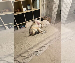 German Shepherd Dog Dogs for adoption in Seattle, WA, USA