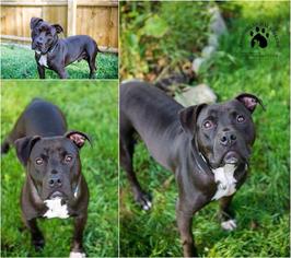 American Staffordshire Terrier-Staffordshire Bull Terrier Mix Dogs for adoption in Gloversville, NY, USA
